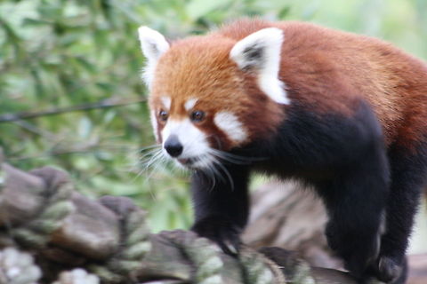 Red_Panda  Ailurus fulgens,Red panda
