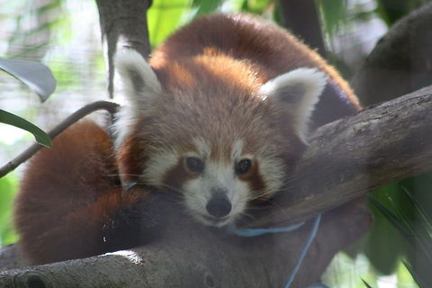 Red_Panda  Ailurus fulgens,Red panda