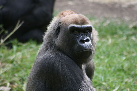 Western lowland Gorrilla  Gorilla gorilla gorilla,Western lowland gorilla