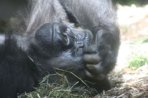 Western lowland Gorilla flat out  Gorilla gorilla gorilla,Western lowland gorilla