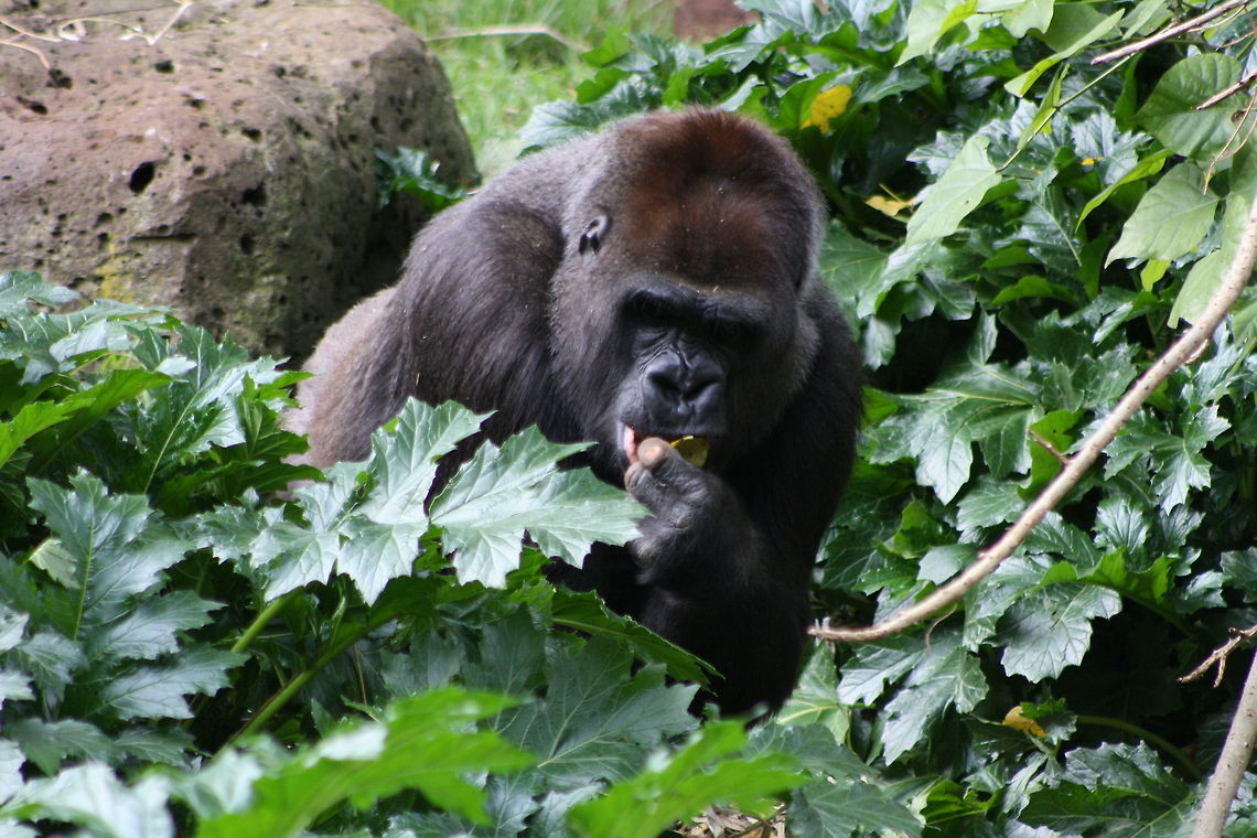 Western lowland Gorilla  Gorilla gorilla gorilla,Western lowland gorilla