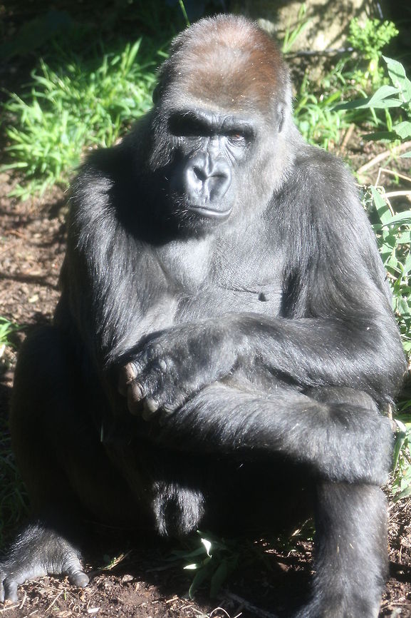 Western lowland Gorilla  Gorilla gorilla gorilla,Western lowland gorilla