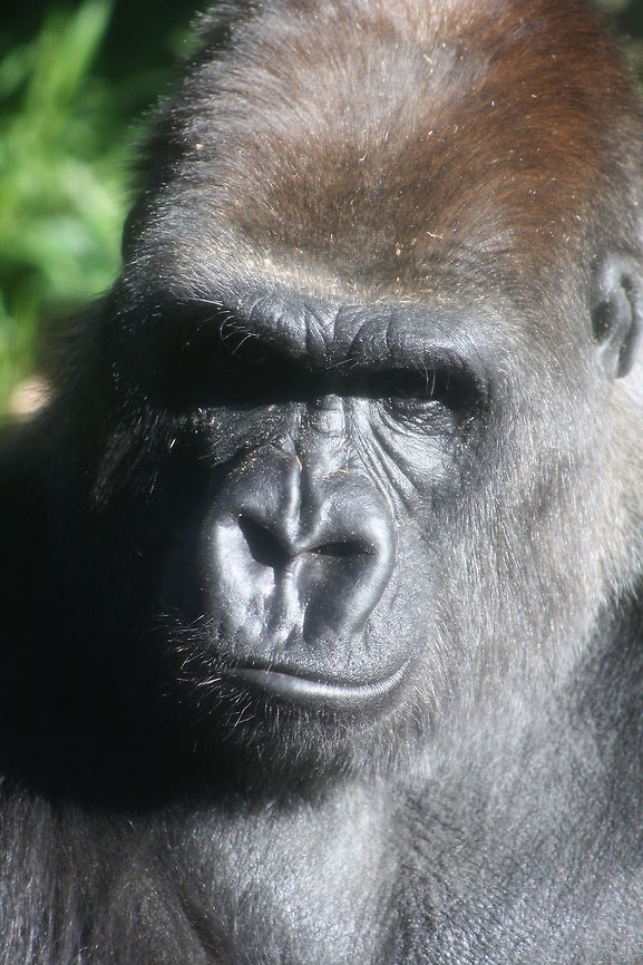 Western lowland Gorilla  Gorilla gorilla gorilla,Western lowland gorilla