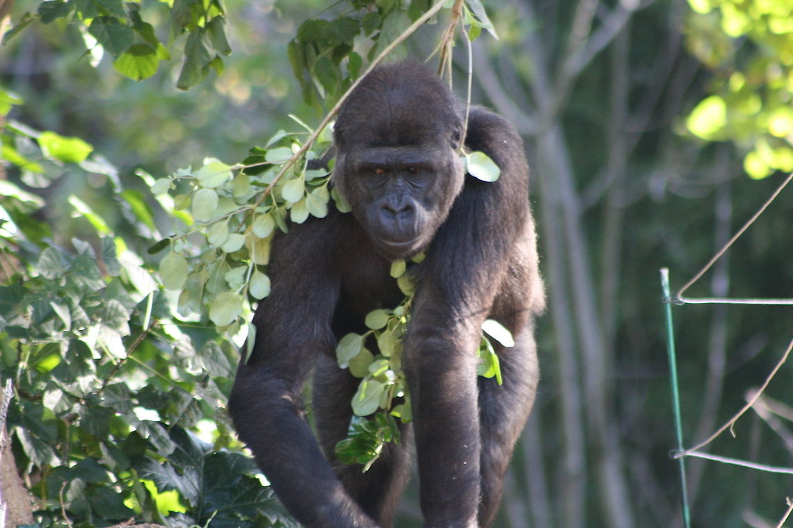Western lowland Gorilla  Gorilla gorilla gorilla,Western lowland gorilla