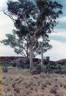 Twin Gums. Alice Springs. NT. Australia These 2 gums on the outer area of Alice Springs were made famous by the Aboriginal painter Albert Namatjira  Australia,Geotagged