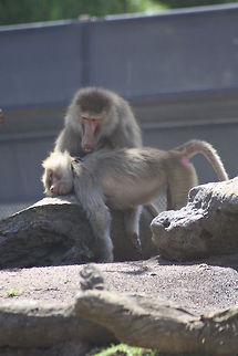 Hamadryas_Baboon is that the right spot?  Hamadryas baboon,Papio hamadryas