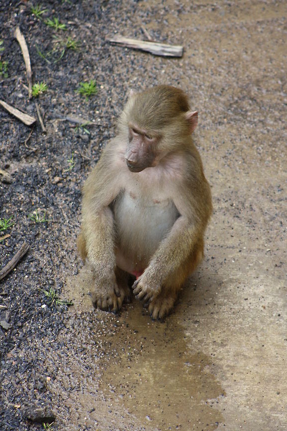 Hamadryas_Baboon  Hamadryas baboon,Papio hamadryas