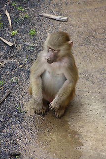Hamadryas_Baboon  Hamadryas baboon,Papio hamadryas