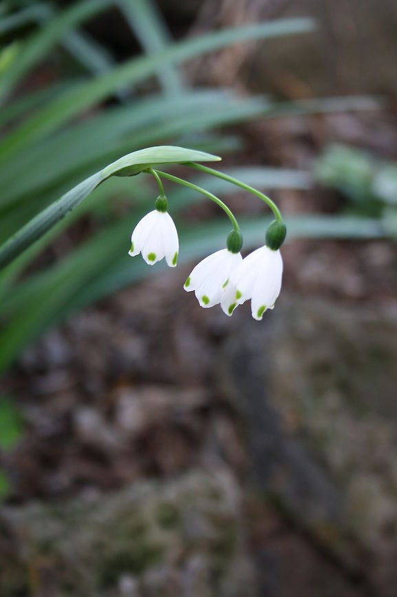 Summer Snowflake close-up  Leucojum aestivum,Summer Snowflake