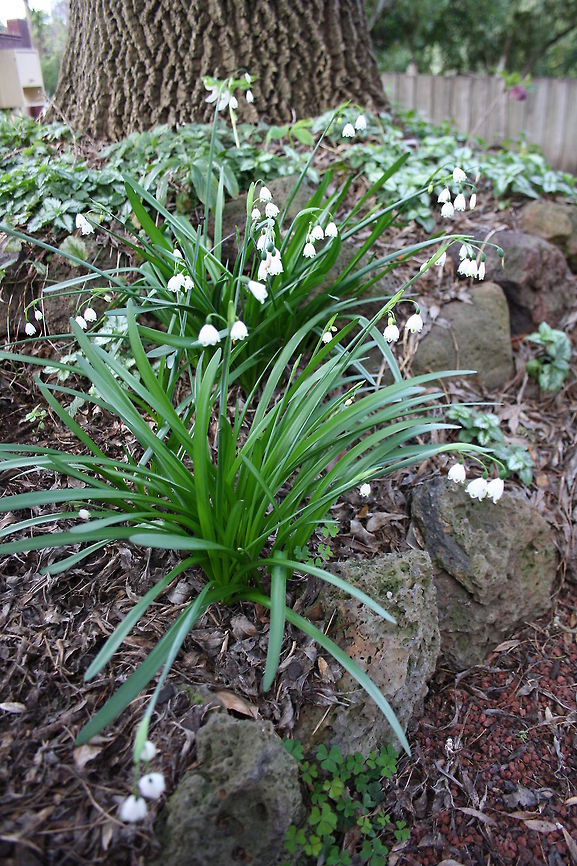 Summer Snowflake overview  Leucojum aestivum,Summer Snowflake