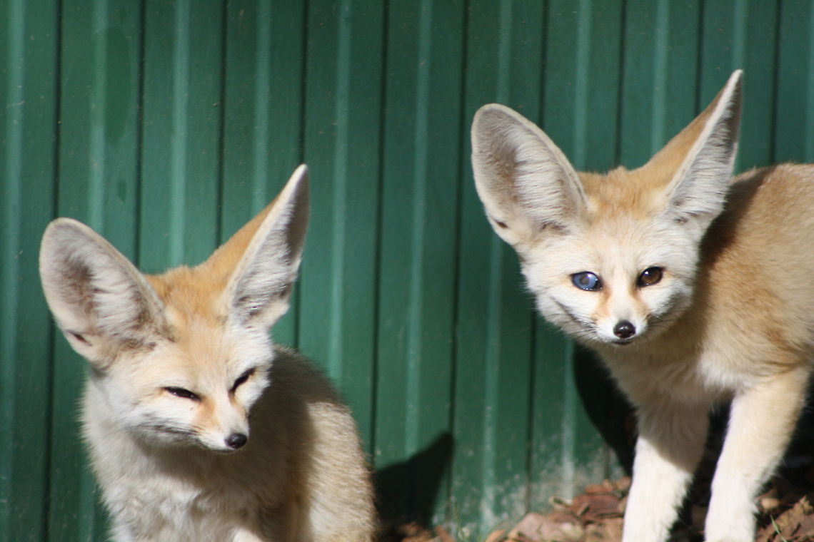 Fennec fox Notice the blue eye this means the fox is blind in that eye Fennec fox,Vulpes zerda