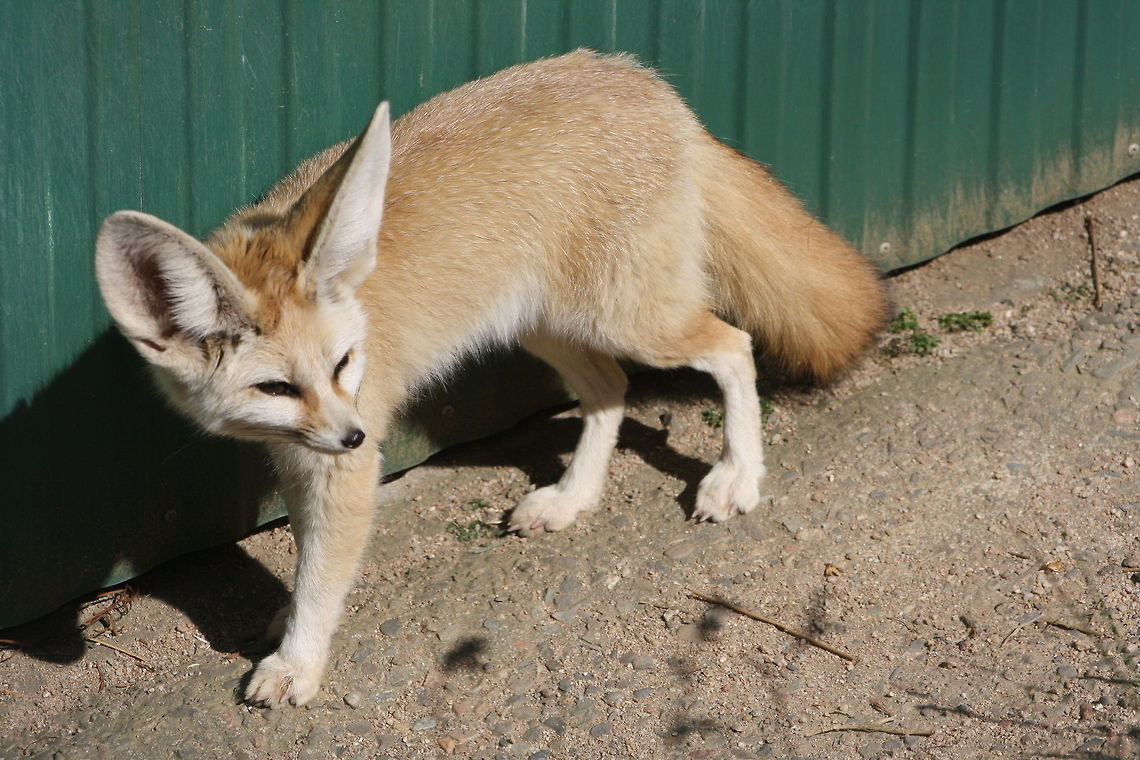 Fennec fox  Fennec fox,Vulpes zerda