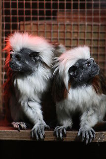 Cotton Top Tamrins which way they go???  Cotton-Top Tamarin,Saguinus oedipus