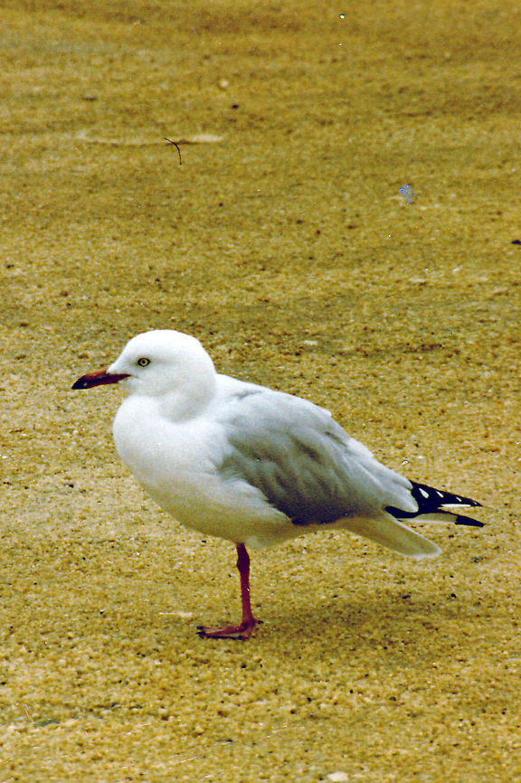 Silver Gull has anyone seen my leg??  Australia,Chroicocephalus novaehollandiae,Geotagged,Silver Gull