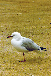 Silver Gull has anyone seen my leg??  Australia,Chroicocephalus novaehollandiae,Geotagged,Silver Gull