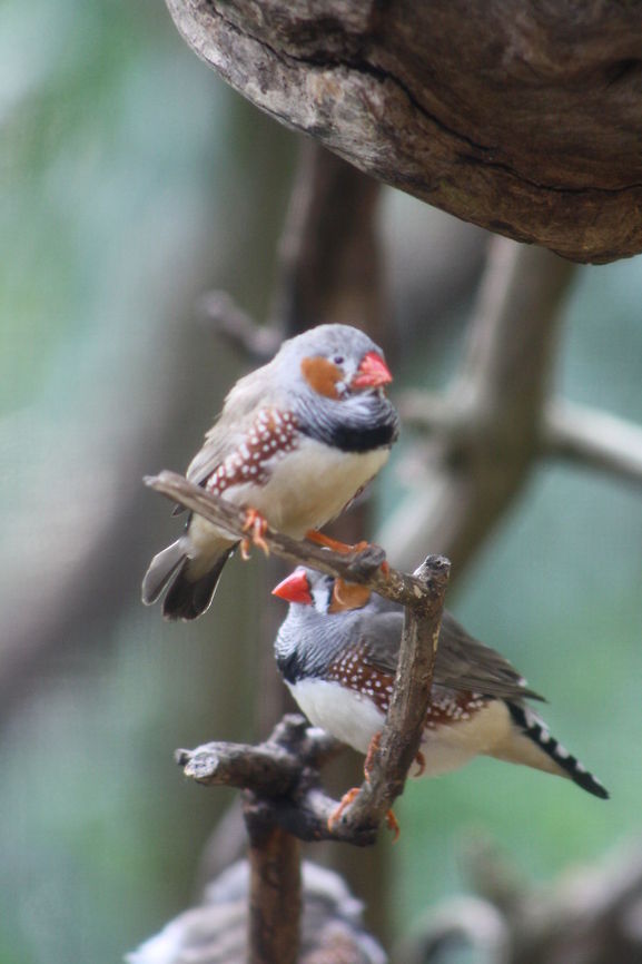 Zebra Finch  Taeniopygia guttata,Zebra Finch