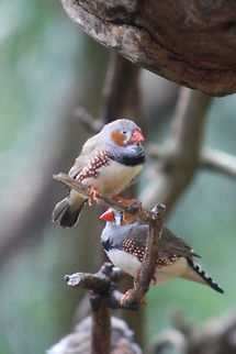 Zebra Finch  Taeniopygia guttata,Zebra Finch