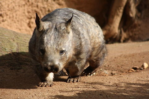 Southern Hairy Nose Wombat  Lasiorhinus latifrons,Southern hairy-nosed wombat