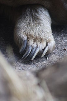 Syrian Bears paw  Syrian brown bear,Ursus arctos syriacus