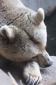 Syrian Bear  Syrian brown bear,Ursus arctos syriacus