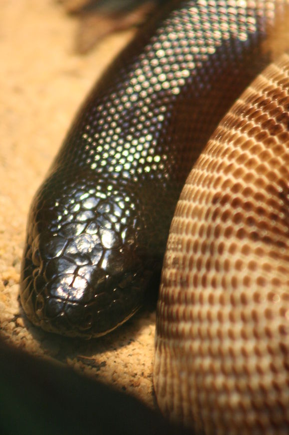 Black-headed Python found across the Northern third of Australia, form arid deserts through to monsoonal tropics, it is most common in savannah woodlands. The head is black it looks like if it had been dipped into tar, which probably accounts for its common name tarpot.  The reason for the black head is it acts like a solar panel so the snake can hide in its burrow and only the head needs to be out to warm up the blood of the snake, this protect the snake from being preyed on.  They grow to 3 metres and weighing up to 16kgs. Aspidites melanocephalus