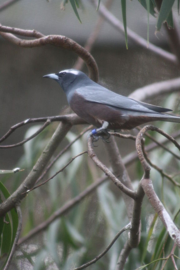 White-browed Woodswallow  Artamus superciliosus,White-browed Woodswallow