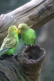 Budgerigar  Budgerigar,Melopsittacus undulatus