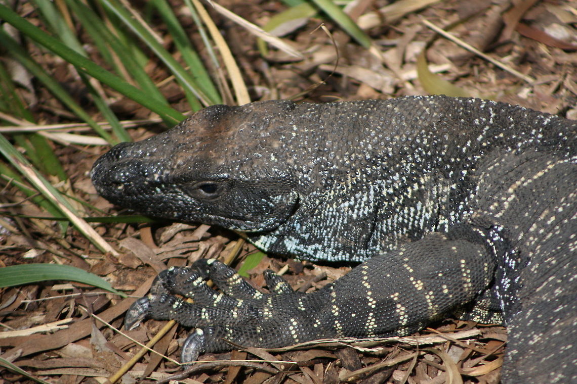 Lace Monitor  Lace monitor,Varanus varius