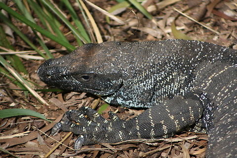 Lace Monitor  Lace monitor,Varanus varius