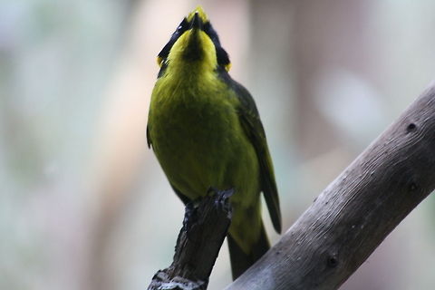 Helmeted Honeyeater  Helmeted Honeyeater,Lichenostomus melanops cassidix