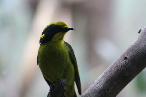 Helmeted Honeyeater  Helmeted Honeyeater,Lichenostomus melanops cassidix
