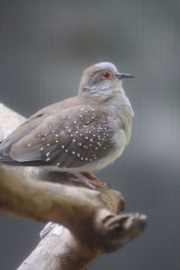 Diamond Dove  Diamond Dove,Geopelia cuneata