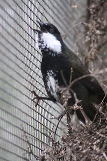 Eastern Whipbird in full song  Eastern Whipbird,Psophodes olivaceus