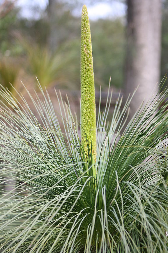 Grass Tree (Xanthorreoa australis)  Xanthorrhoea australis