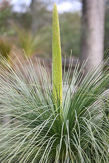 Grass Tree (Xanthorreoa australis)  Xanthorrhoea australis