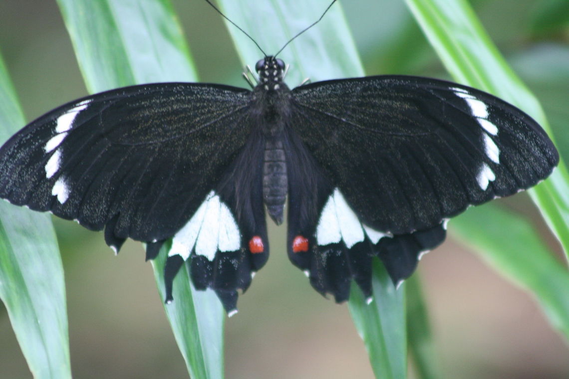 Orchard Swallowtail (Papilio aegeus)  Orchard Swallowtail Butterfly,Papilio aegeus