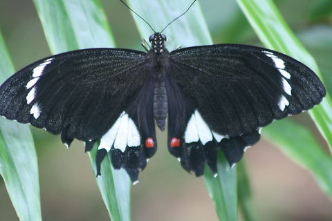 Orchard Swallowtail (Papilio aegeus)  Orchard Swallowtail Butterfly,Papilio aegeus