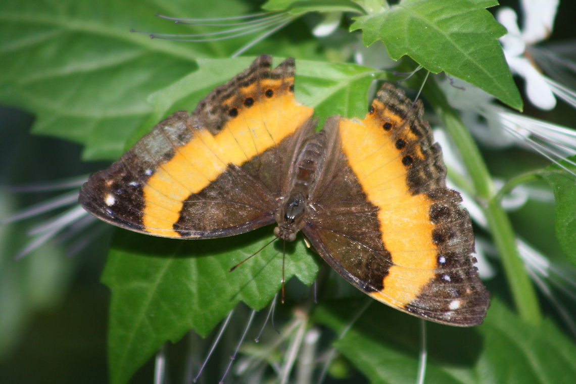 Australian lurcher Butterfly (Yoma sabina) found in lowland and monsoon forest, favouring swampy areas.  Range is eastern costal areas of Cape York peninsula in Nth Queensland Australian Lurcher,Yoma sabina