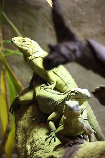 Rhinoceros Iguana  Cyclura cornuta,Rhinoceros Iguana (Cyclura cornuta)