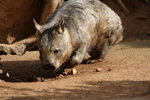 Southern Hairy Nose Wombat  Lasiorhinus latifrons,Southern hairy-nosed wombat