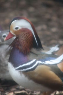 Mandarin Duck  Aix galericulata,Mandarin Duck
