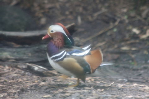 Mandarin Duck Taken through a dirty window, sorry Aix galericulata,Mandarin Duck