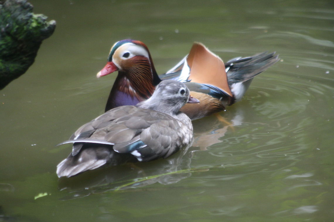Mandarin Ducks  Aix galericulata,Mandarin Duck