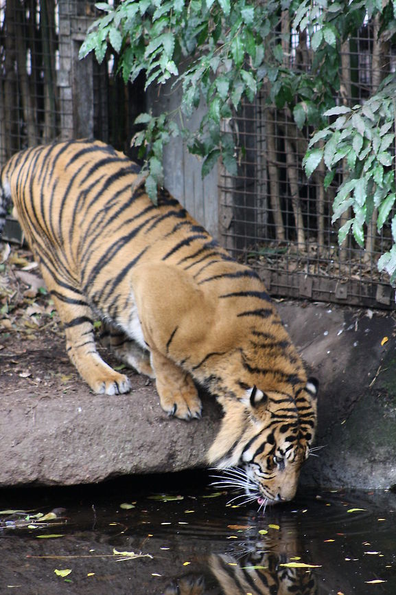 Sumatran Tiger  Panthera tigris sumatrae,Sumatran tiger