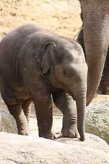 Asian Elephant 9mths old male  Asian elephant,Elephas maximus
