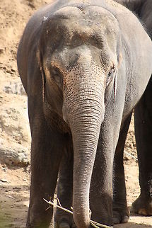 Asian Elephant  Asian elephant,Elephas maximus