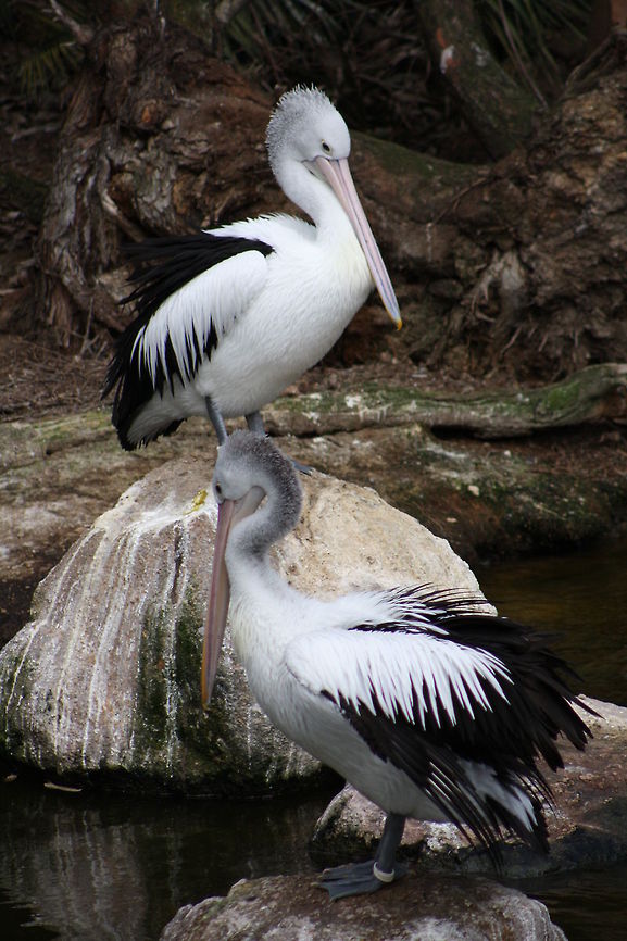 Australian Pelican  Australian Pelican,Pelecanus conspicillatus