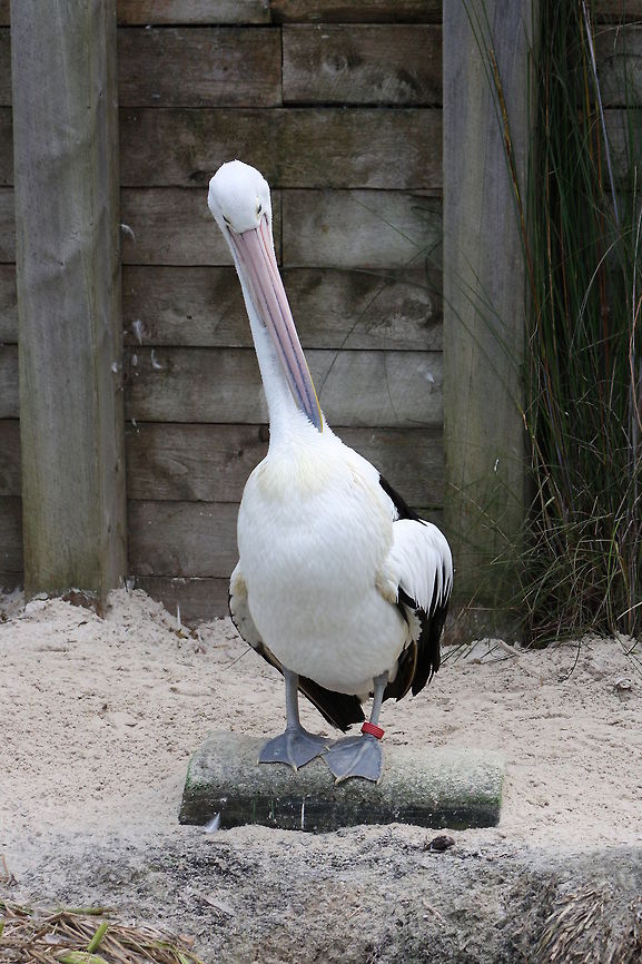 Australian Pelican  Australian Pelican,Pelecanus conspicillatus