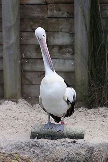 Australian Pelican  Australian Pelican,Pelecanus conspicillatus
