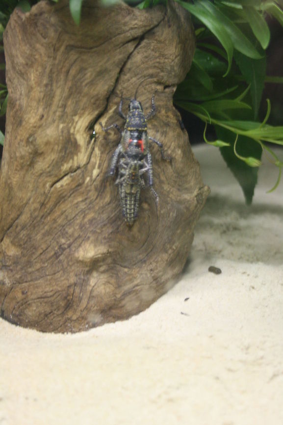 Blistered Grass Hopper (Pyrgomorph) females are longer and more robust  than males. This species (there are 4) cover most of central Australia from eastern NSW to the west coast of WA. They move so little that their entire life can be spent on a single plant.  Pyrgomorph differ from grasshopper/locust in having a conically pointed head rather than a rounded blunt-ended head. Blistered grasshopper,Monistria pustulifera